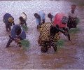 Programa de rehabilitación agrícola en la orilla norte del río Senegal, en la región de Gorgol