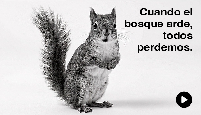 Cuando el bosque arde, todos perdemos